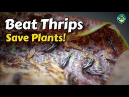 How to Get Rid of Thrips || How to Kill Thrips || How to Treat Thrips || Thrips Treatment Ideas!!