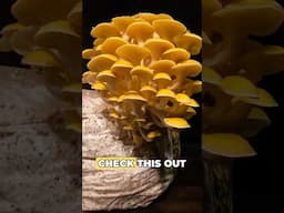 This Golden Oyster fruiting #time-lapse (start to finish) is incredible!