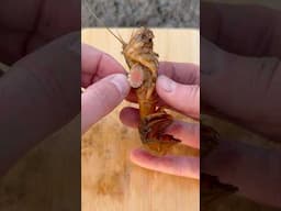 Super Satisfying Rescuing Cute Shrimp! #Animals #Nature #Shorts