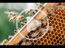 Best Beekeeping Practices