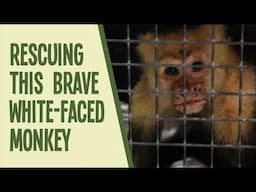 This monkey was rescued from unimaginable cruelty  ||  Saving Costa Rica’s Wildlife