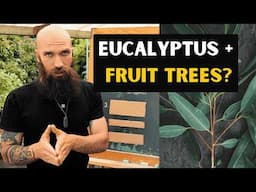 8 reasons you need eucalyptus in your food forest