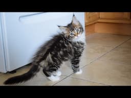 Maine Coon Kitten Molly FOLLOWS Owner & Meows