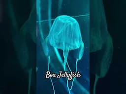 Box jellyfish (class Cubozoa) are highly venomous cnidarian invertebrates.