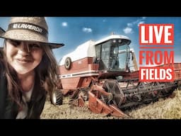 🔴LIVE FROM FIELDS - LAVERDA 3790R - RICE HARVESTING 2017