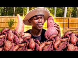 Sweet potato harvest | Secrets to Growing Giant Sweet Potatoes