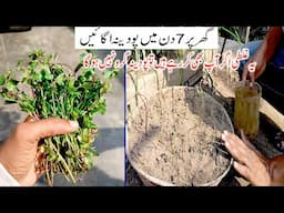 How To Grow Mint At Home | Grow Mint | Podina Lagany Ka Asan Tarika |  پودینہ لگانے کا طریقہ