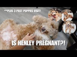 IS OUR MINI GOLDENDOODLE PREGNANT?! | PLUS 3 PAST PUPPIES VISIT