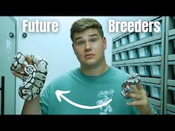 Choosing Future Breeders