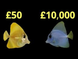 Are Expensive Fish More Appealing? The Prestige Reef Dork Show Ep 78