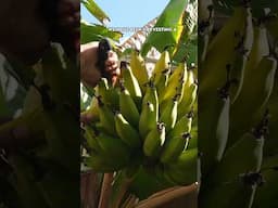 Tree-Ripened Bananas! 🍌🌿 Harvesting Sweet Rajapuri Bananas from the Garden!