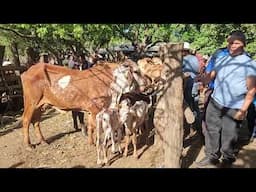 Vaca Parida de Gemelos en El Tránsito San Miguel El Salvador On