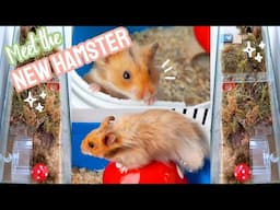 Meet the NEW HAMSTER!! 🐹🍄🌿