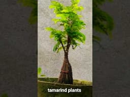 #tamarindbonsai #bonsai #bonsaitree #tamarind #bonsai is my passion