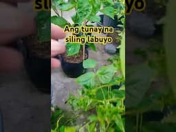 Ang tunay na siling labuyo #fypシ゚ #backyardgarden #growingincontainers  @LateGrower