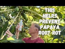 Grow Tropical Papayas in Chilly Climates? Use This Fertilizer to Get them Through cold wet Winters!