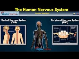 The Human Nervous System, Human Anatomy | Digital Teacher (Part #7)