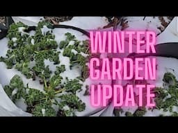 Winter Garden. Zone 8a. Brassicas,  beets, garlic, onions, asparagus, fruit trees and thug chickens.