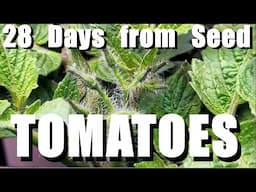 SPIDER FARMER NEW 12 GARDEN - TOMATOES 28 DAYS SEED TO FLOWER BUD