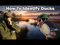 How To Identify Ducks