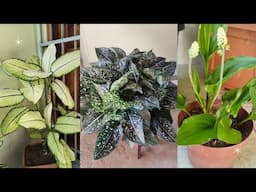 Plantas para dentro de casa, lindas opções.