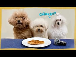 Leaving my Toy Poodles with Chicken Katsu| Leave it Challenge for Dogs| The Poodle Mom