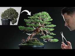 Reviving a Diseased and Neglected Juniper Bonsai