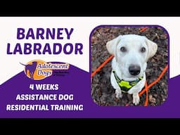 Barney the Labrador Puppy | 4 Weeks Assistance Dog Residential Training