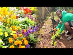 UPDATE On The Airbnb Lawn || Cleaning Up On Planting Flowers With Jamaica Sunrise Tv Yard Man Style