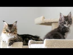 Maine Coon Kitten Albus's First Time Meeting Molly