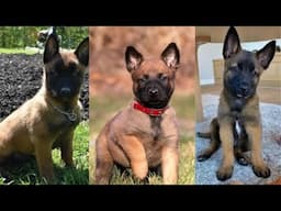 Belgian malinois puppies | Funny and Cute dog compilation in 2025