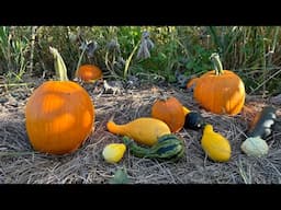 Our Community Garden Harvest - Milpa mix