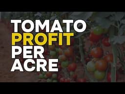 Tomato Farming Profit Per Acre 2025