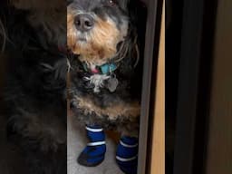 My dog’s very first time wearing boots, I think he like it! #dogboots #minibernedoodle