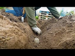 British Queens | Planting Second Early Potatoes | The Tiny Garden