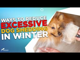 5 Ways to Reduce Excessive Dog Shedding in Winter