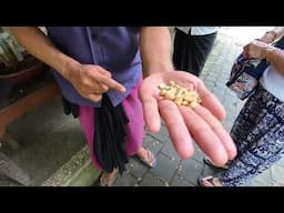 Kopi Luwak (Palm Civet Poop Coffee) Farm, Bali Indonesia