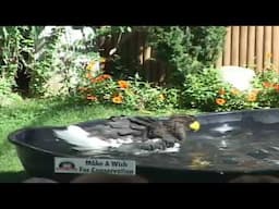 Stellers eagle takes bath at show Utah's Hogle Zoo  Steve Chindgren