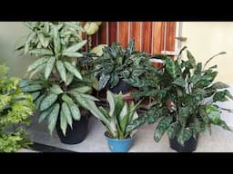 Plantas pra deixar sua casa um charme.