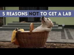 Don't Get A Lab - 5 Reasons Why!