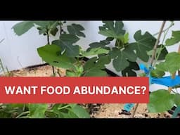 Want Food Abundance? Growing Fig in a Cold Climate: S2 E3