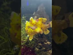 What’s the weirdest fish you’ve cared for? #reeftank #frogfish #saltwateraquarium