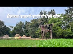 शेताची राखण, खोपीवरचा जेवण आणि मातीच्या प्लास्टर ला सुरुवात | Life in Konkan