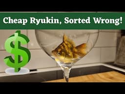 Breed Just 1 Fantail For Profit! Part 1. Trust Me. I Earn a lot off money on this. Oranda, Ryukin...