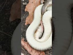 Hognose Snake Plays Dead!