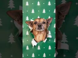 Wrapping paper photoshoot with our dogs & cat