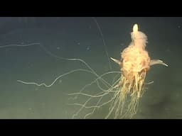 FLYING SPAGHETTI MONSTER SEA CREATURE