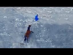 Man Tries To Save His Horse On A Cliff. What Happens Next Is Not For The Faint of Heart!