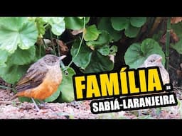 🔴 FAMÍLIA DE SABIÁ-LARANJEIRA ♫