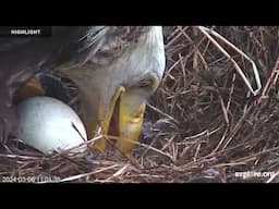 Sauces Bald Eagle - Channel Islands National Park | Highlights 2024